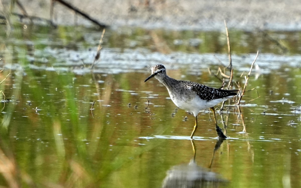 Wood Sandpiper - Daniel Santos