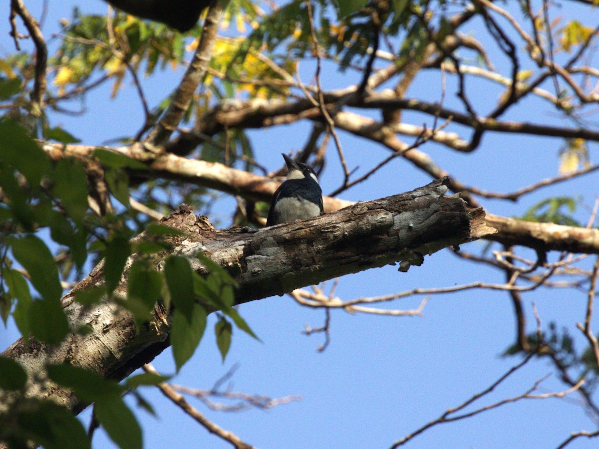 Black-breasted Puffbird - ML623915268