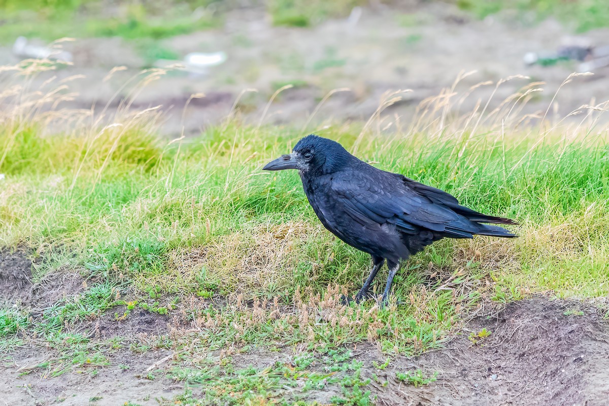 Corbeau freux - ML623915269