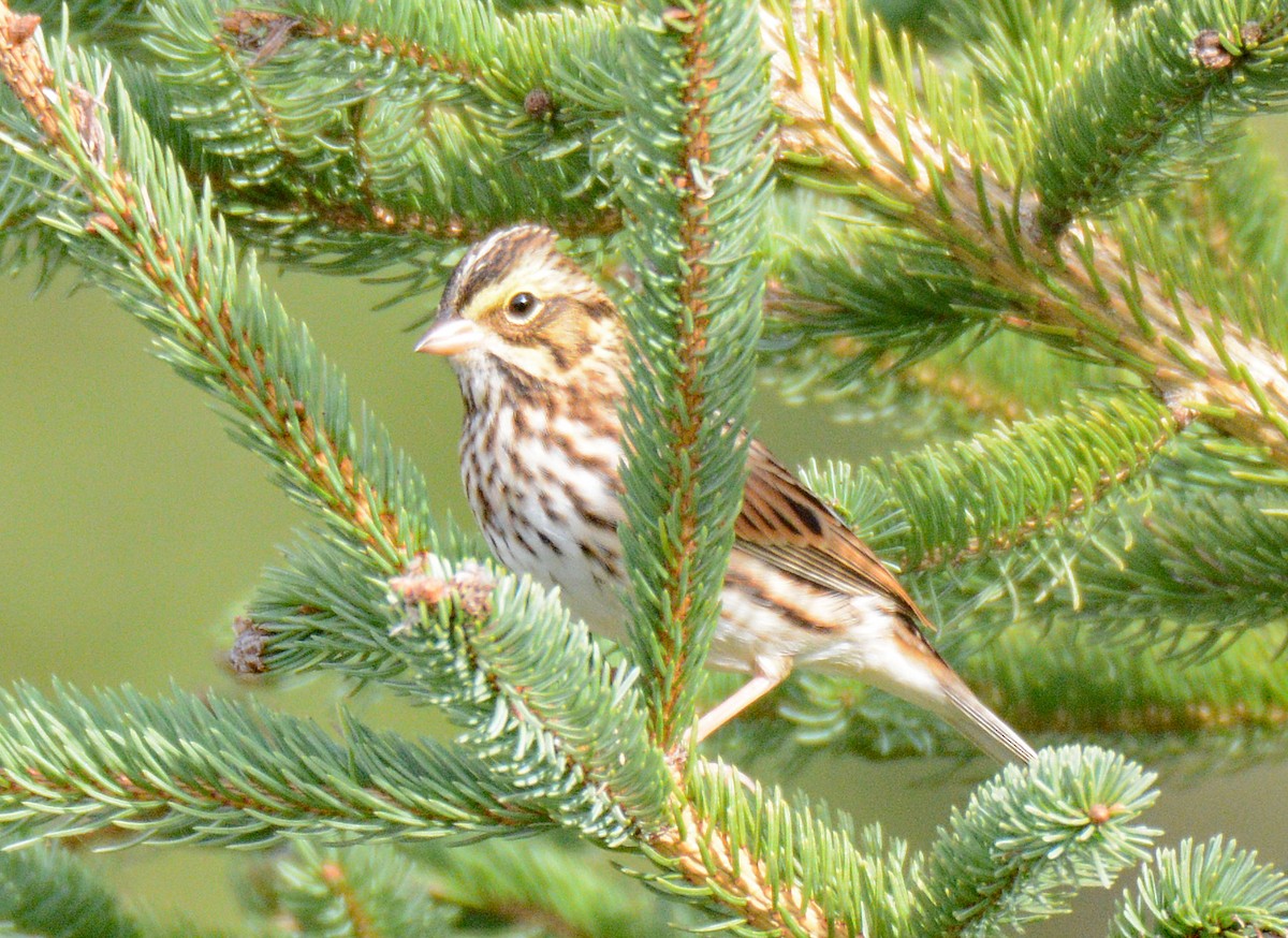 Savannah Sparrow - Michael J Good