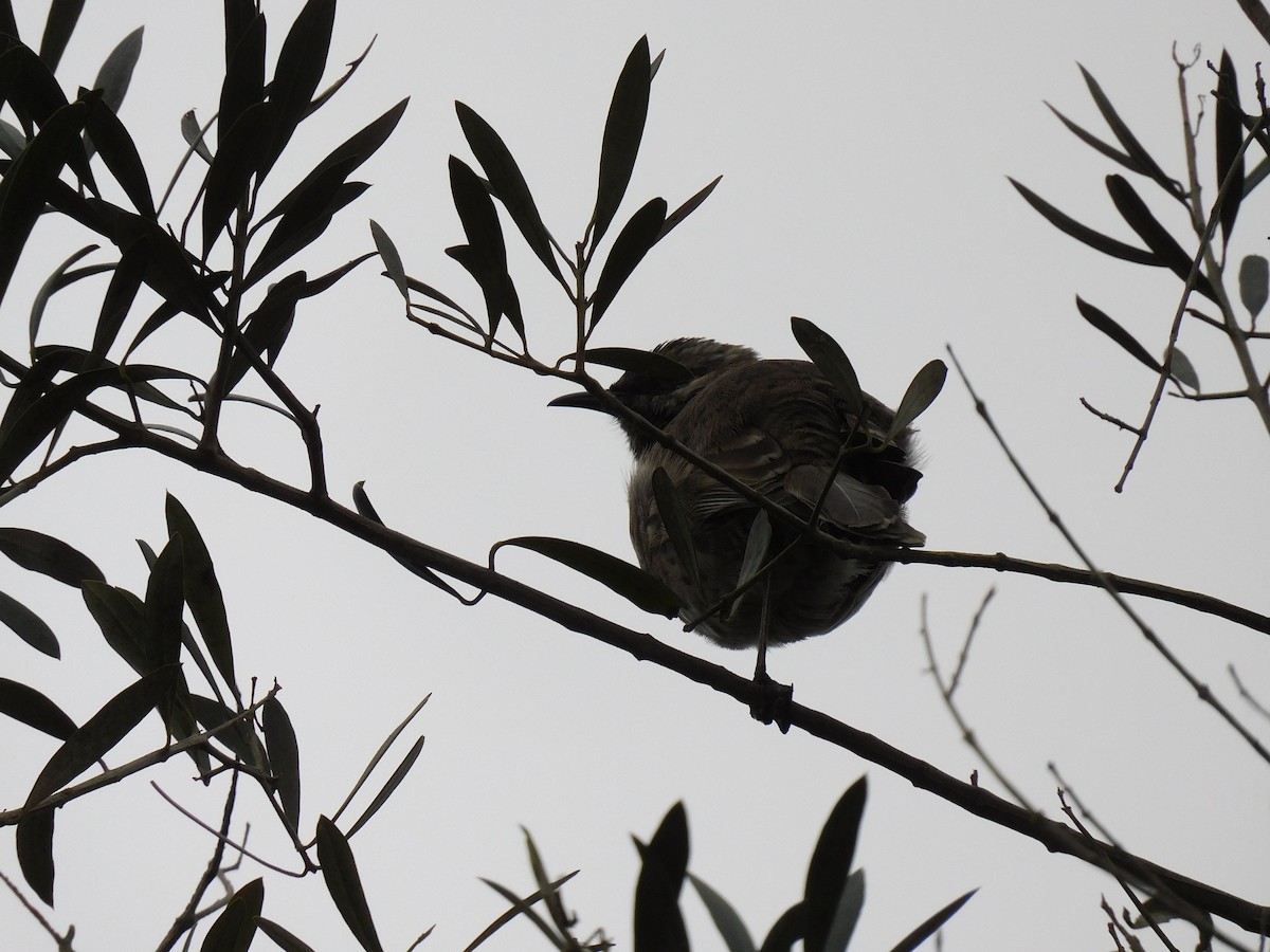 Long-tailed Mockingbird - ML623915291