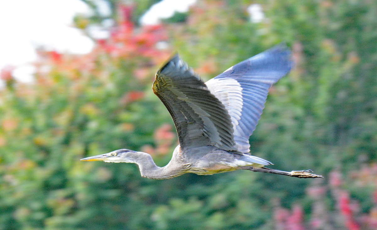 Great Blue Heron - ML623915292