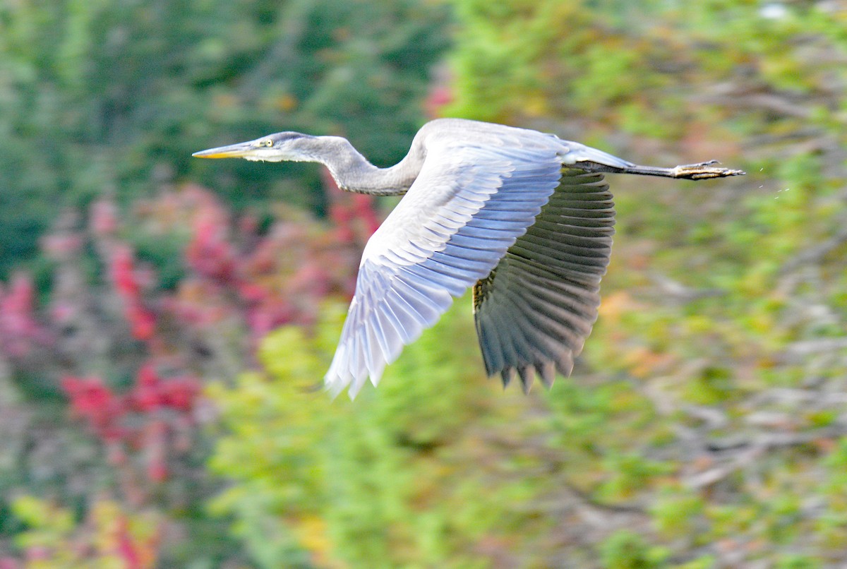 Great Blue Heron - ML623915293