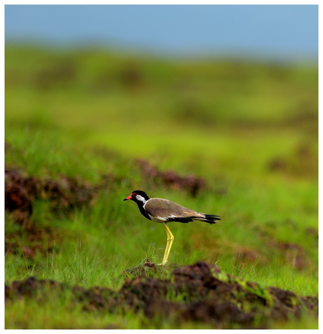 Red-wattled Lapwing - ML623915336