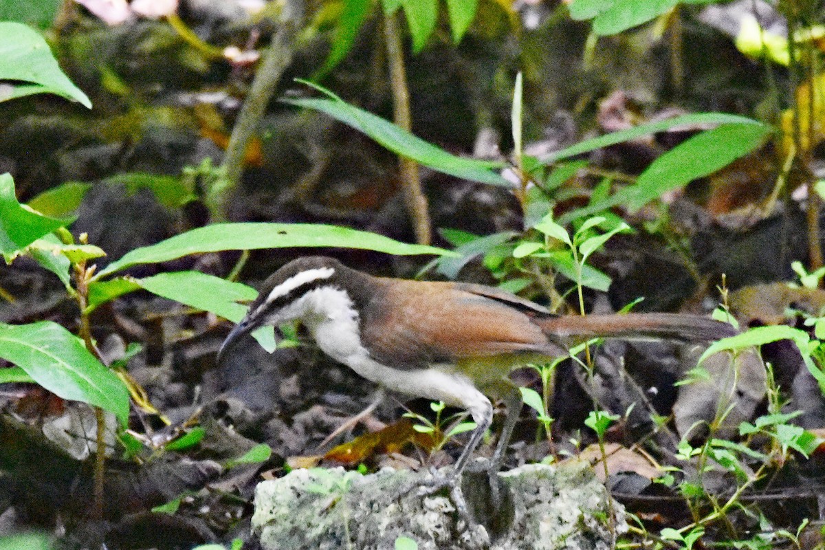 Bicolored Wren - ML623915343