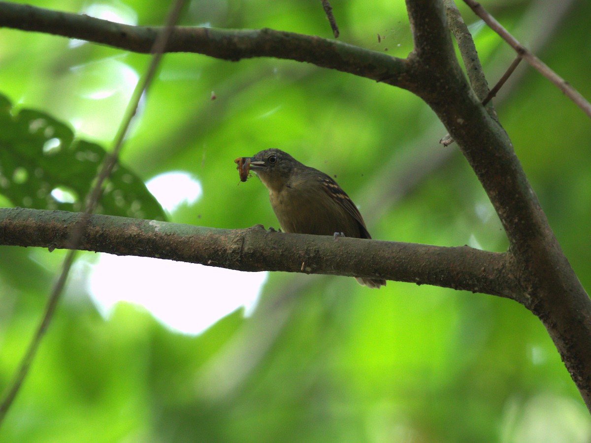 Checker-throated Stipplethroat - Menachem Goldstein