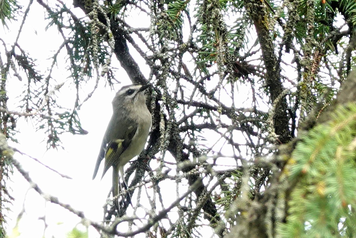 Golden-crowned Kinglet - ML623915384