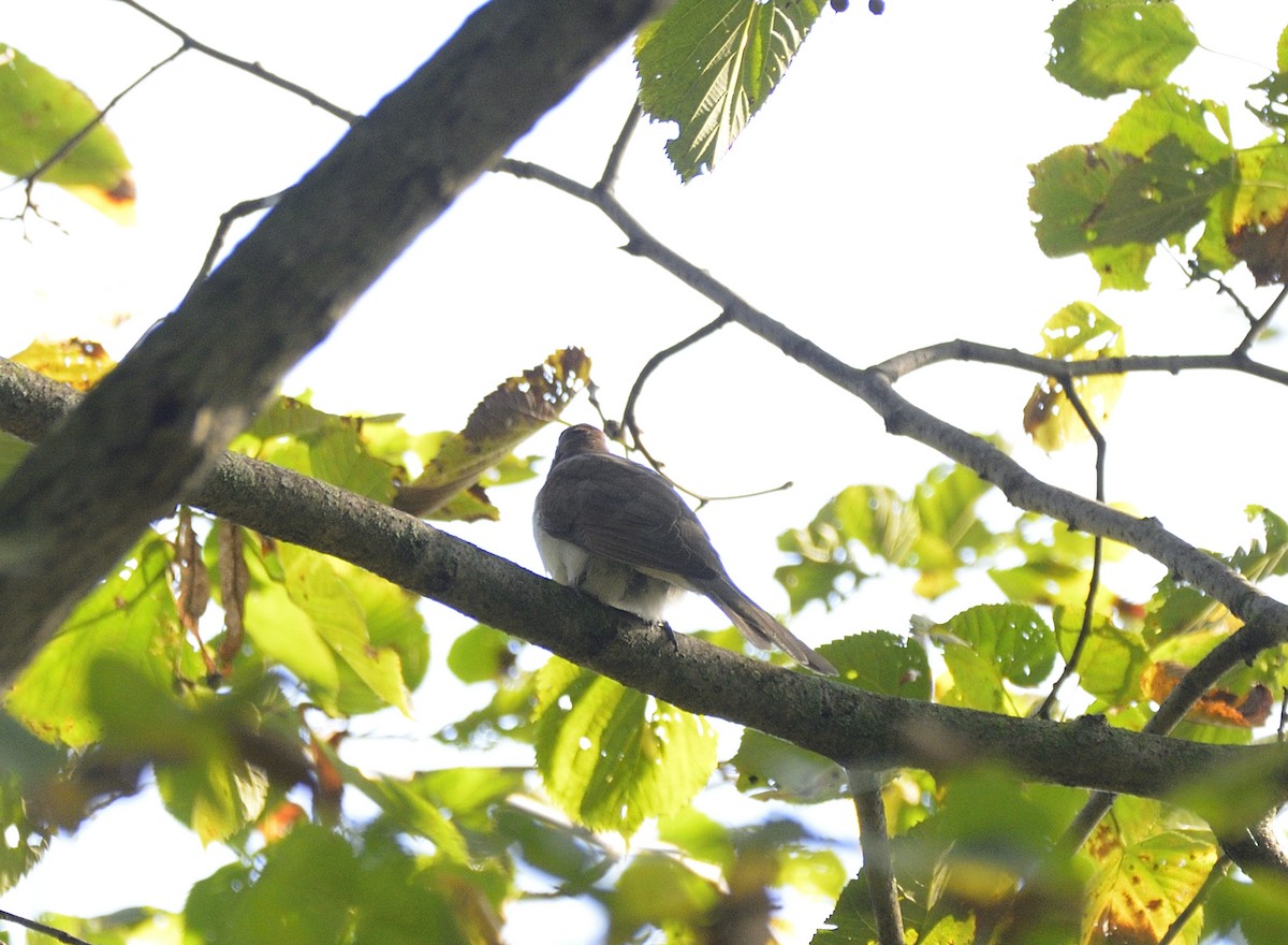 Black-billed Cuckoo - ML623915398