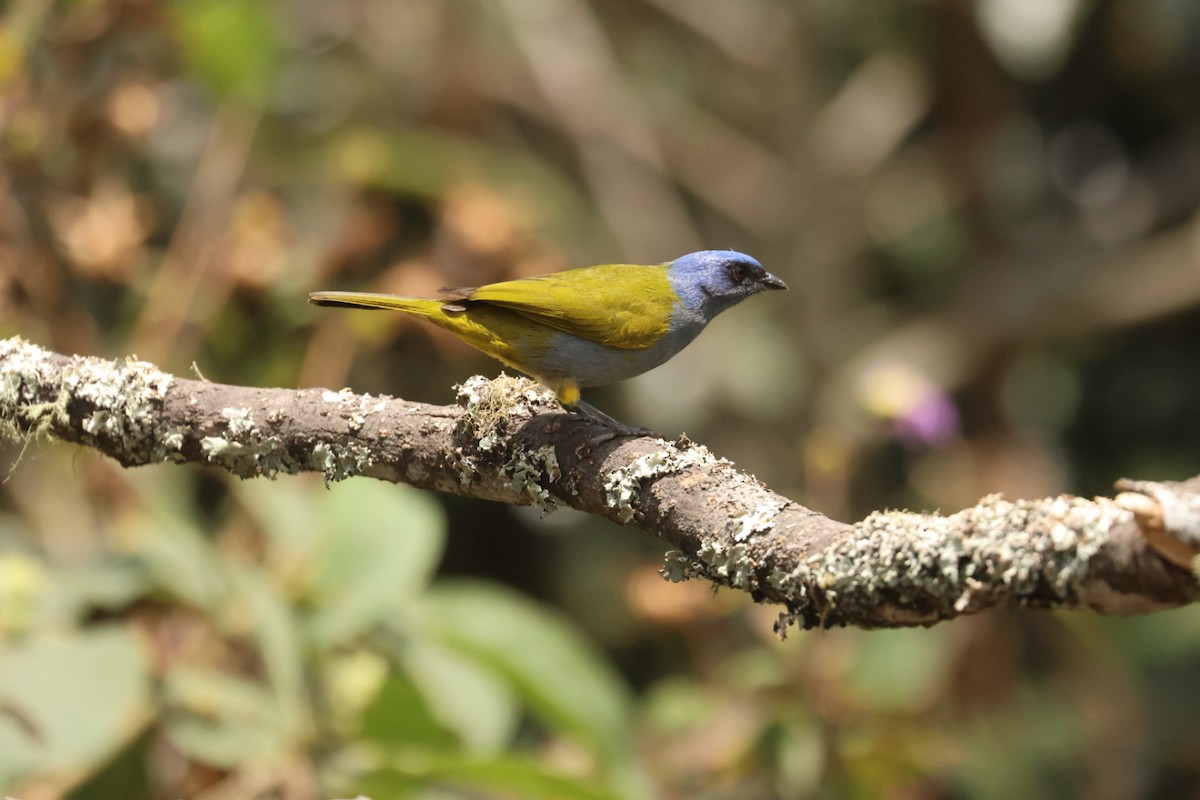 Blue-capped Tanager - ML623915427