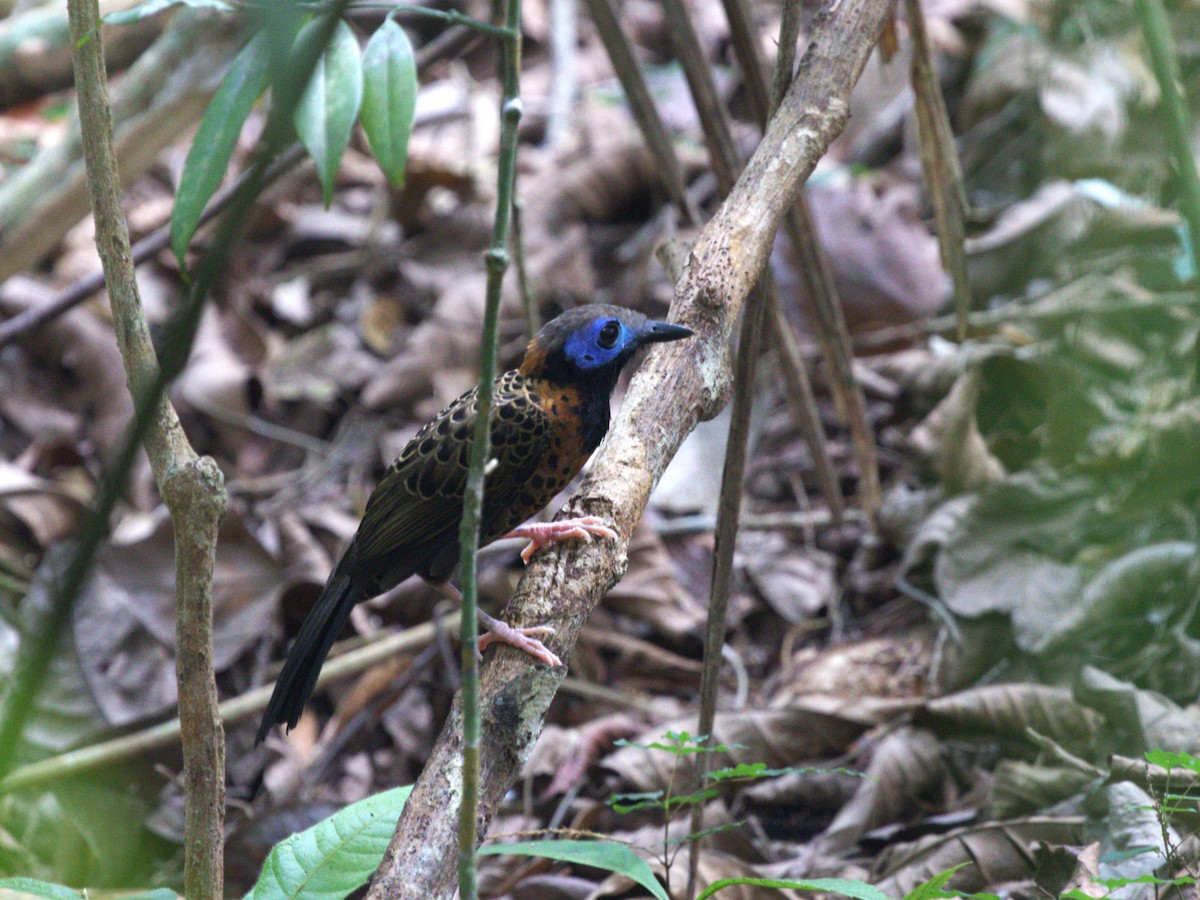 Ocellated Antbird - ML623915430