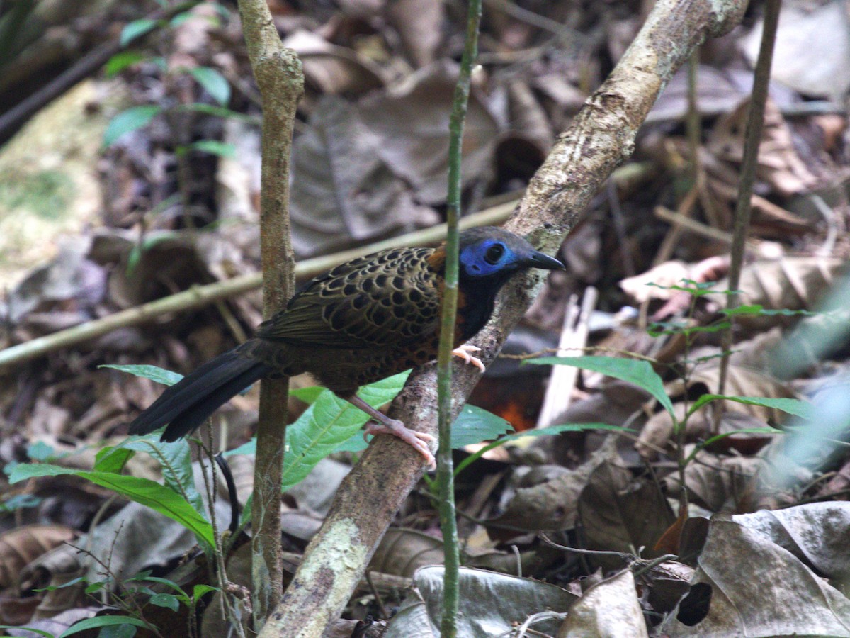 Ocellated Antbird - ML623915431