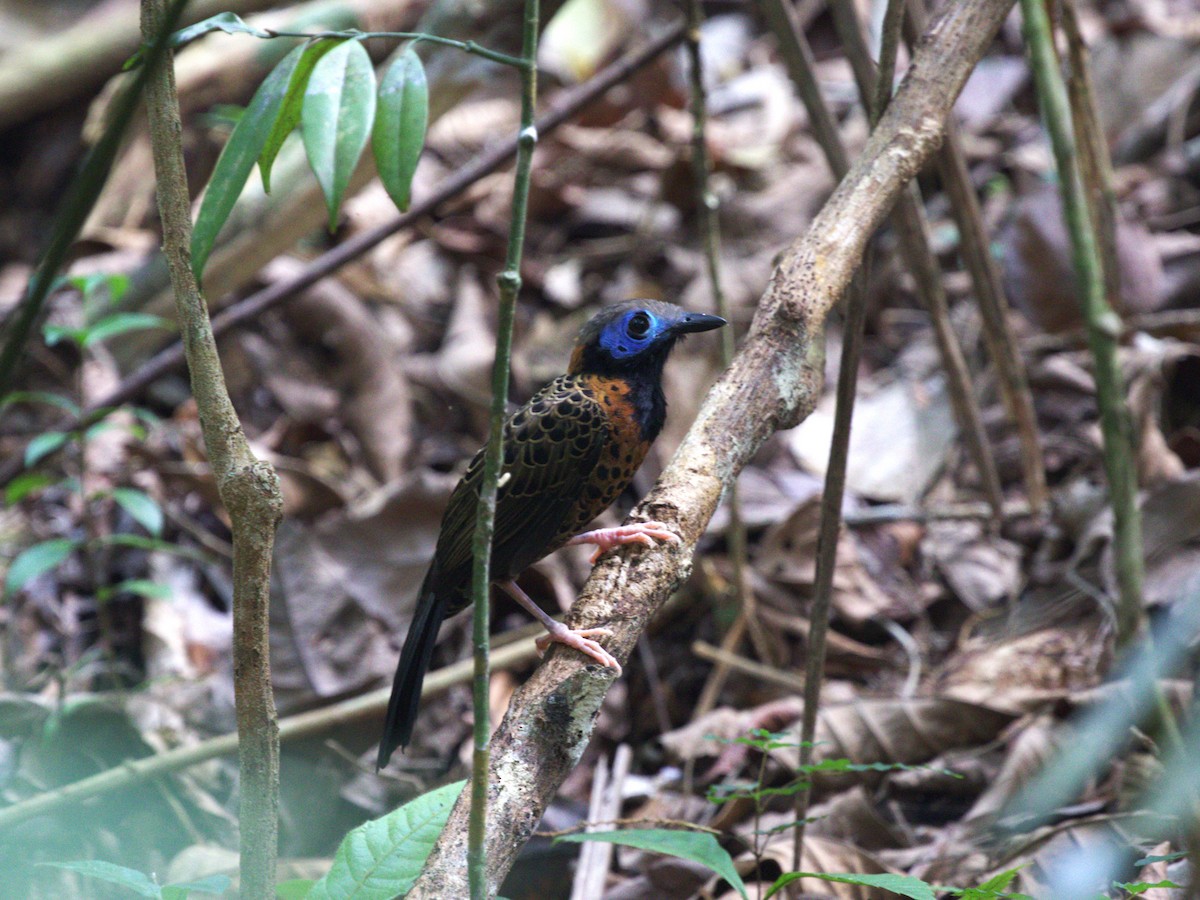 Ocellated Antbird - Menachem Goldstein