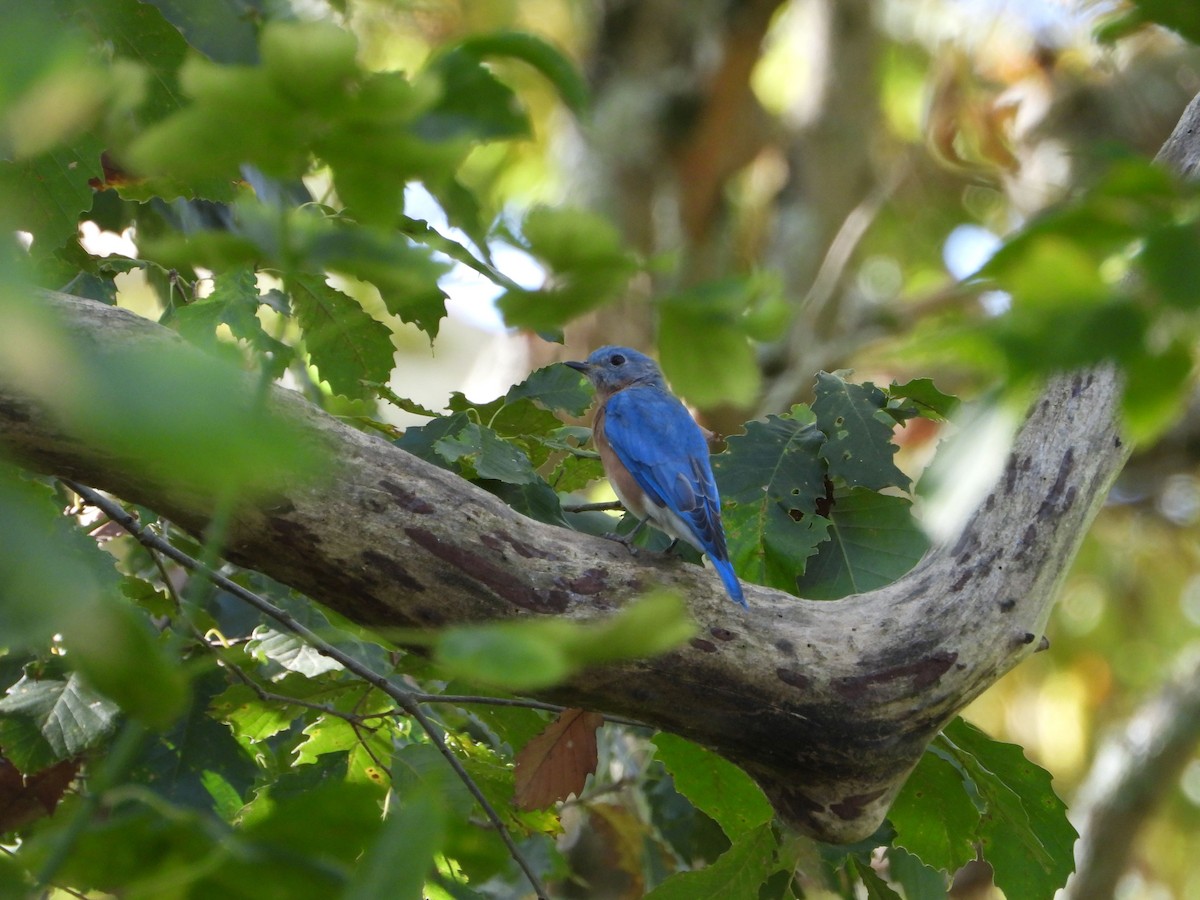 Eastern Bluebird - ML623915447