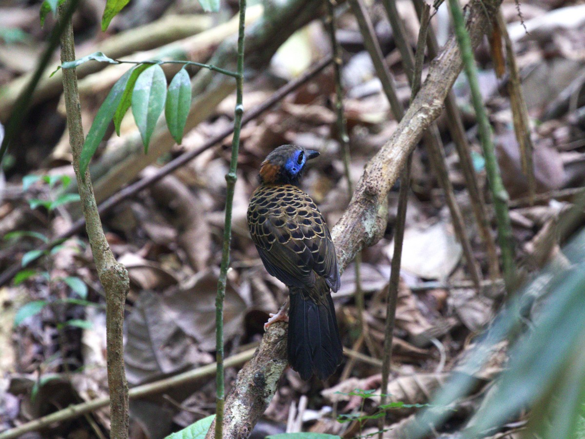 Ocellated Antbird - ML623915452