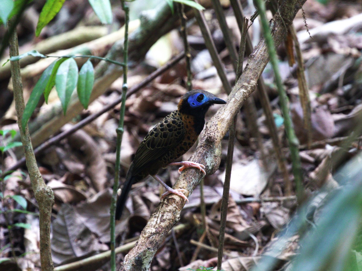 Ocellated Antbird - ML623915453