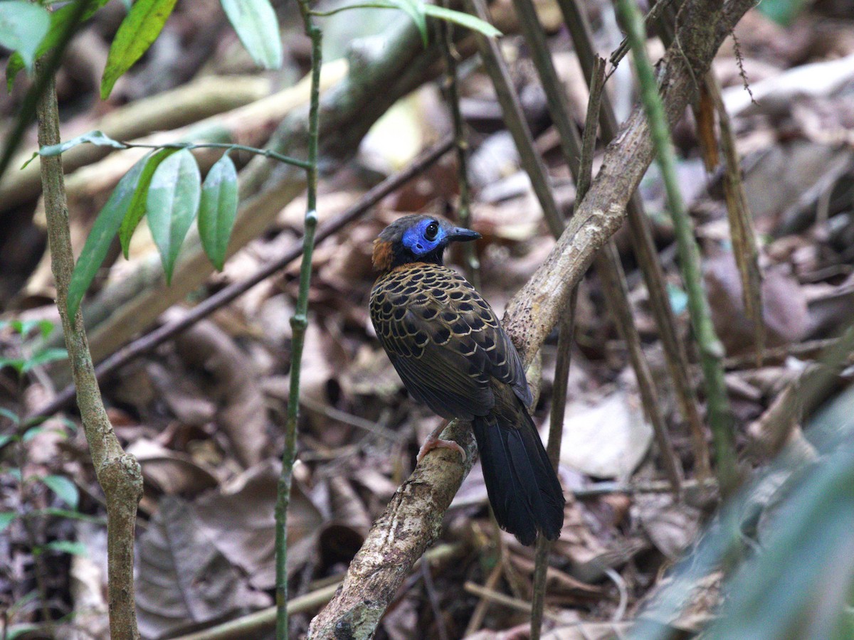 Ocellated Antbird - ML623915454