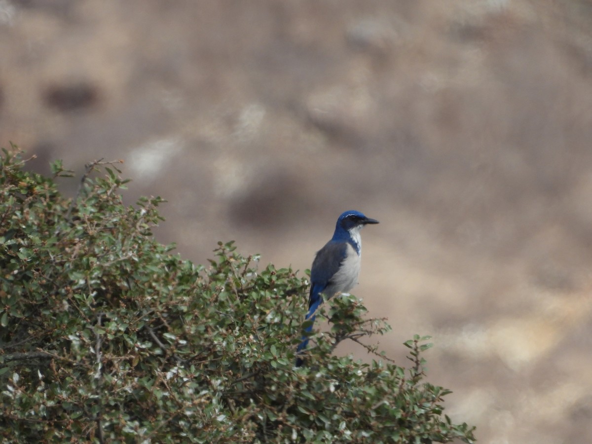 Island Scrub-Jay - ML623915464