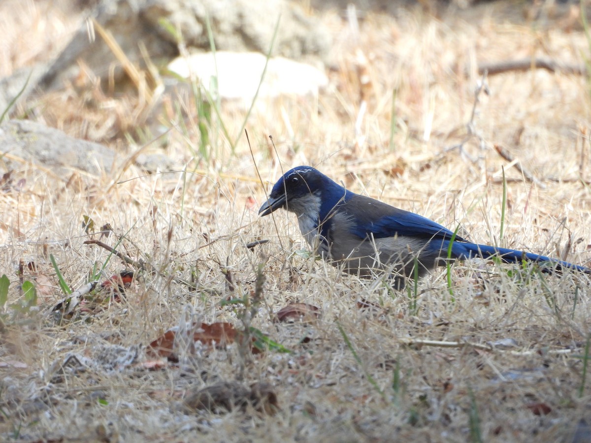 Island Scrub-Jay - ML623915465