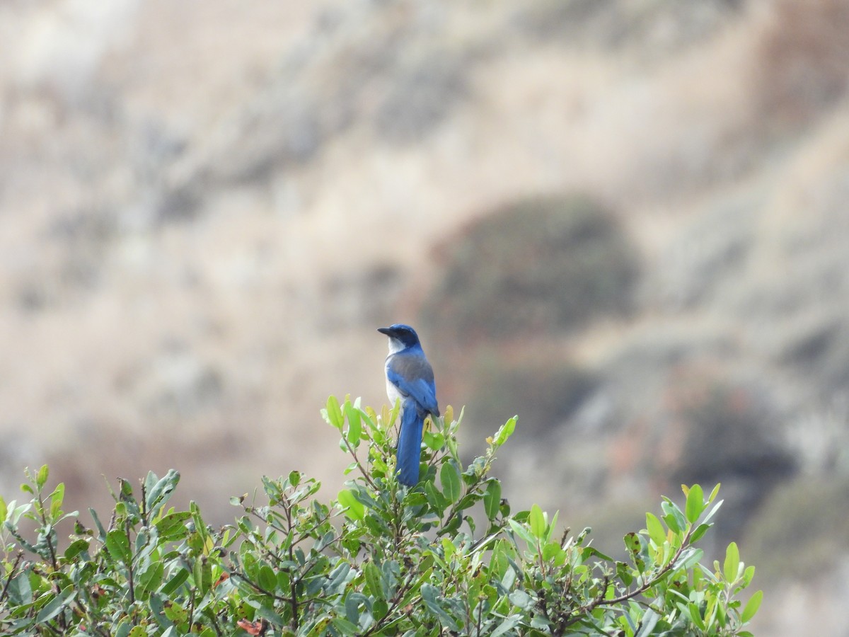 Island Scrub-Jay - ML623915468