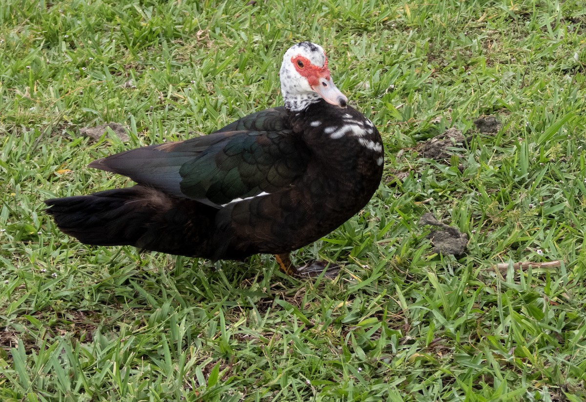 Muscovy Duck (Domestic type) - ML623915471