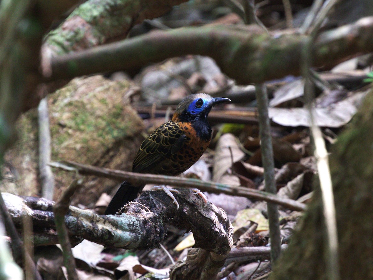 Ocellated Antbird - ML623915474