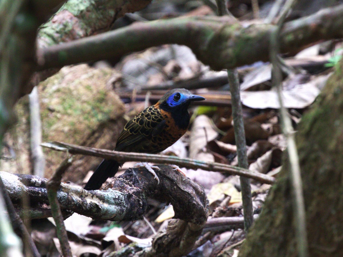 Ocellated Antbird - ML623915475