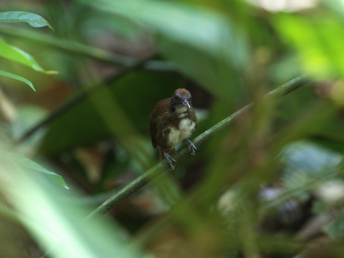 Bicolored Antbird - ML623915488