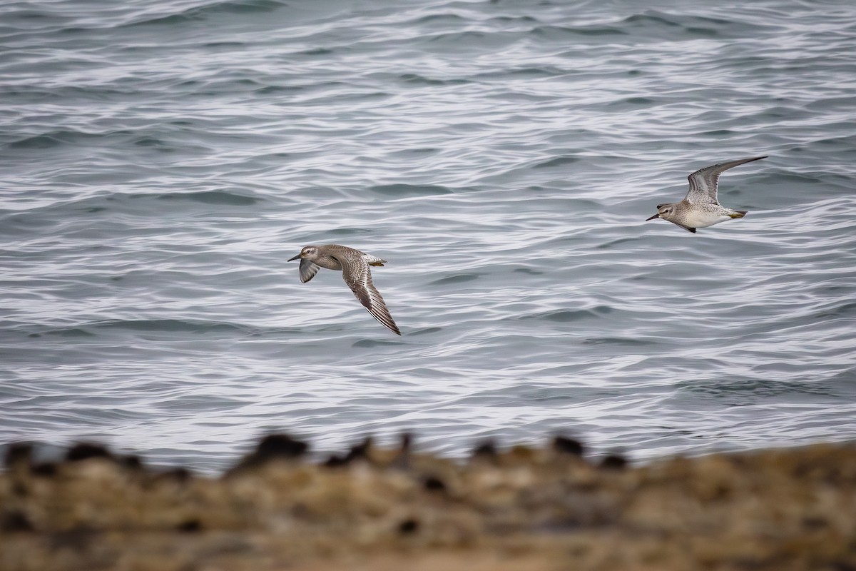 Red Knot - ML623915492