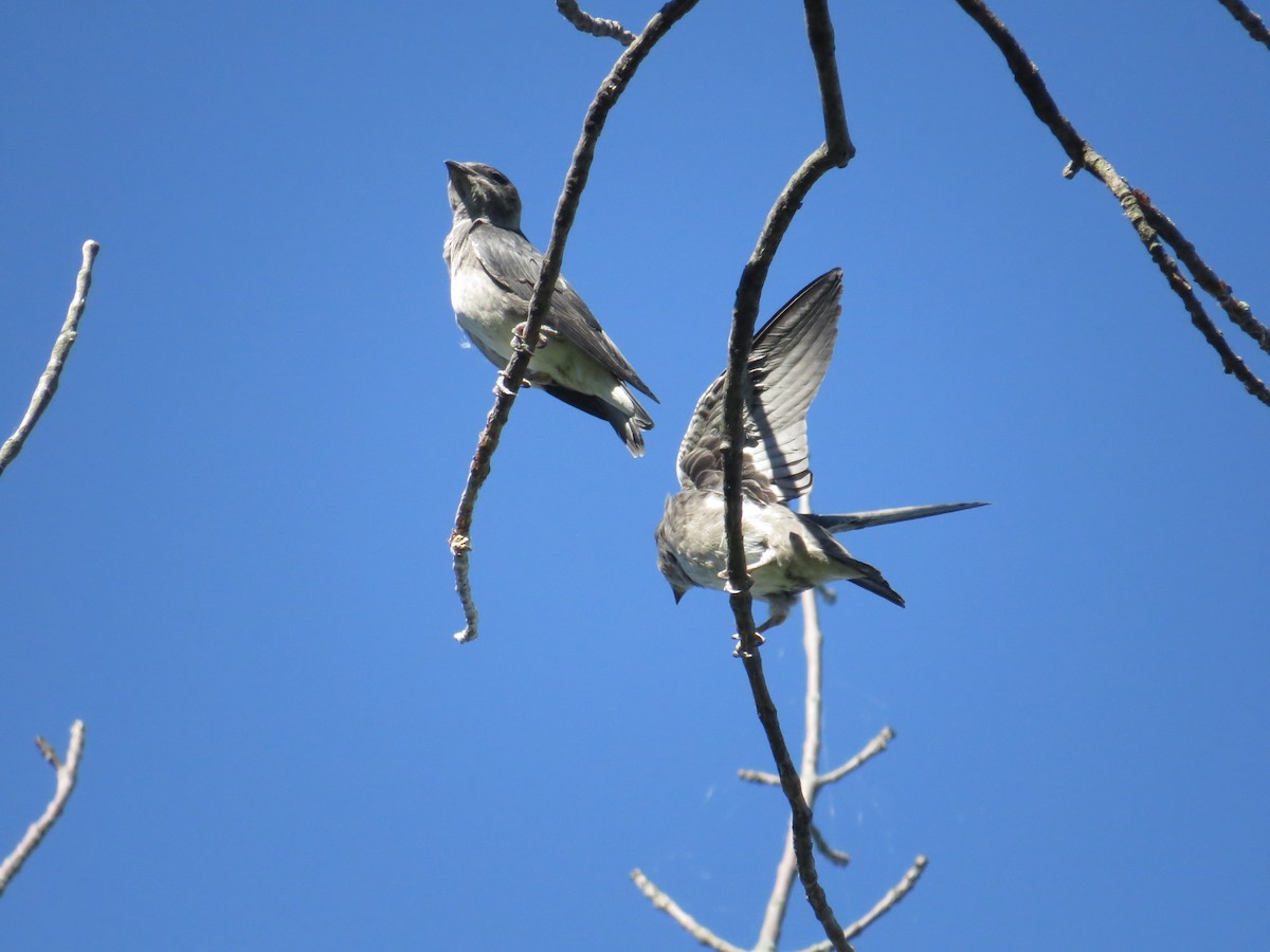 Purple Martin - ML623915497