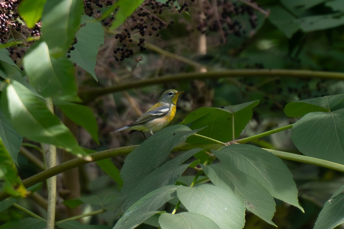 Northern Parula - ML623915499