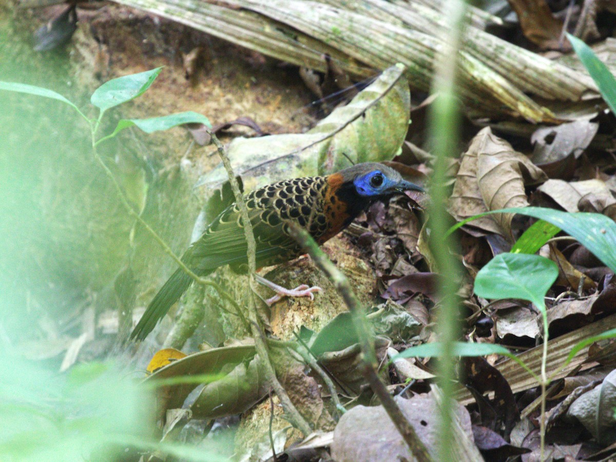 Ocellated Antbird - ML623915504