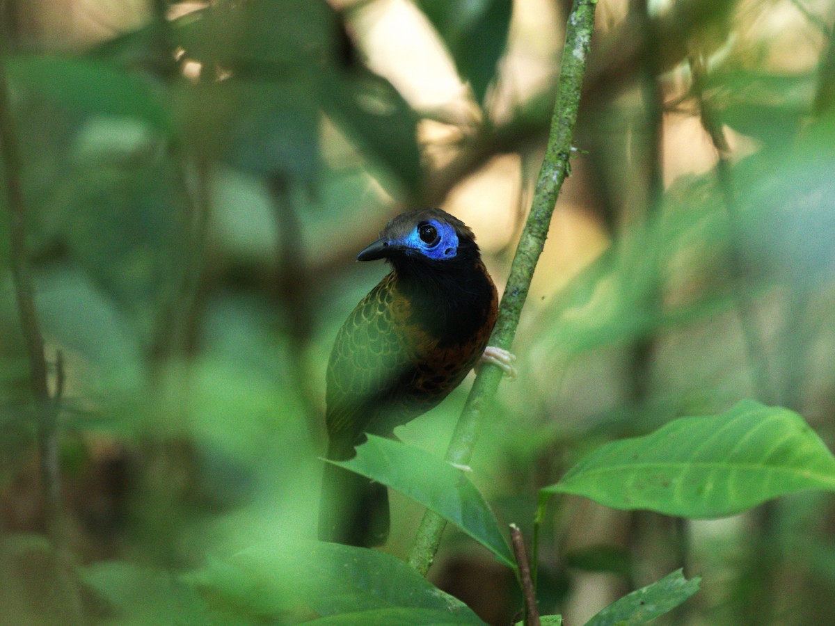 Ocellated Antbird - ML623915505