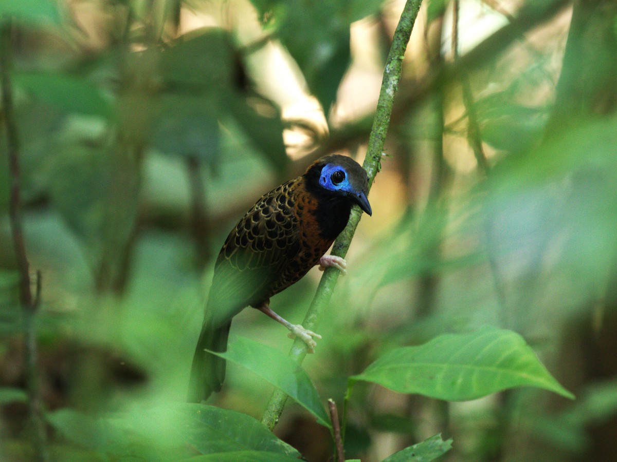 Ocellated Antbird - ML623915506