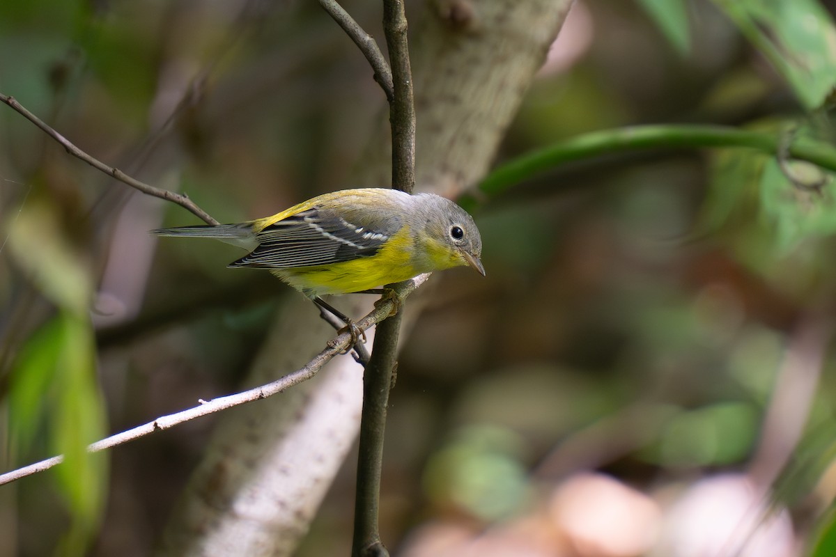 Magnolia Warbler - Timothy Flynn