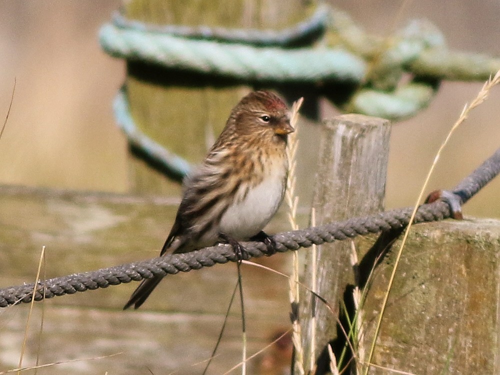 Common Redpoll (rostrata/islandica) - ML623915546