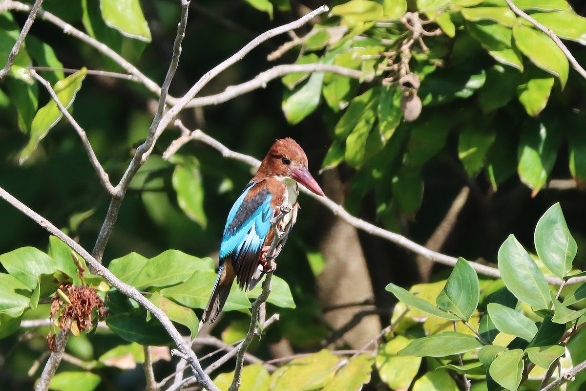 White-throated Kingfisher - ML623915581