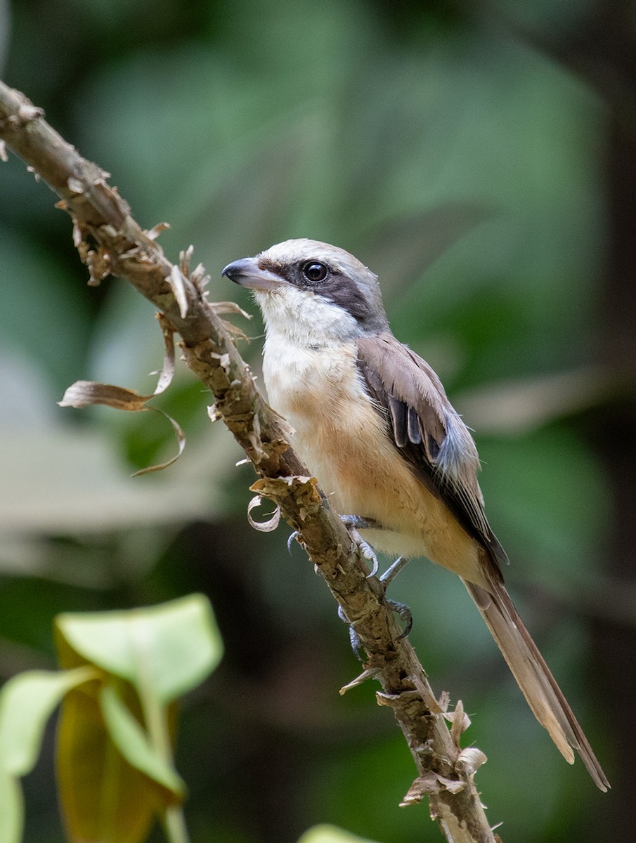 Brown Shrike (Philippine) - ML623915600