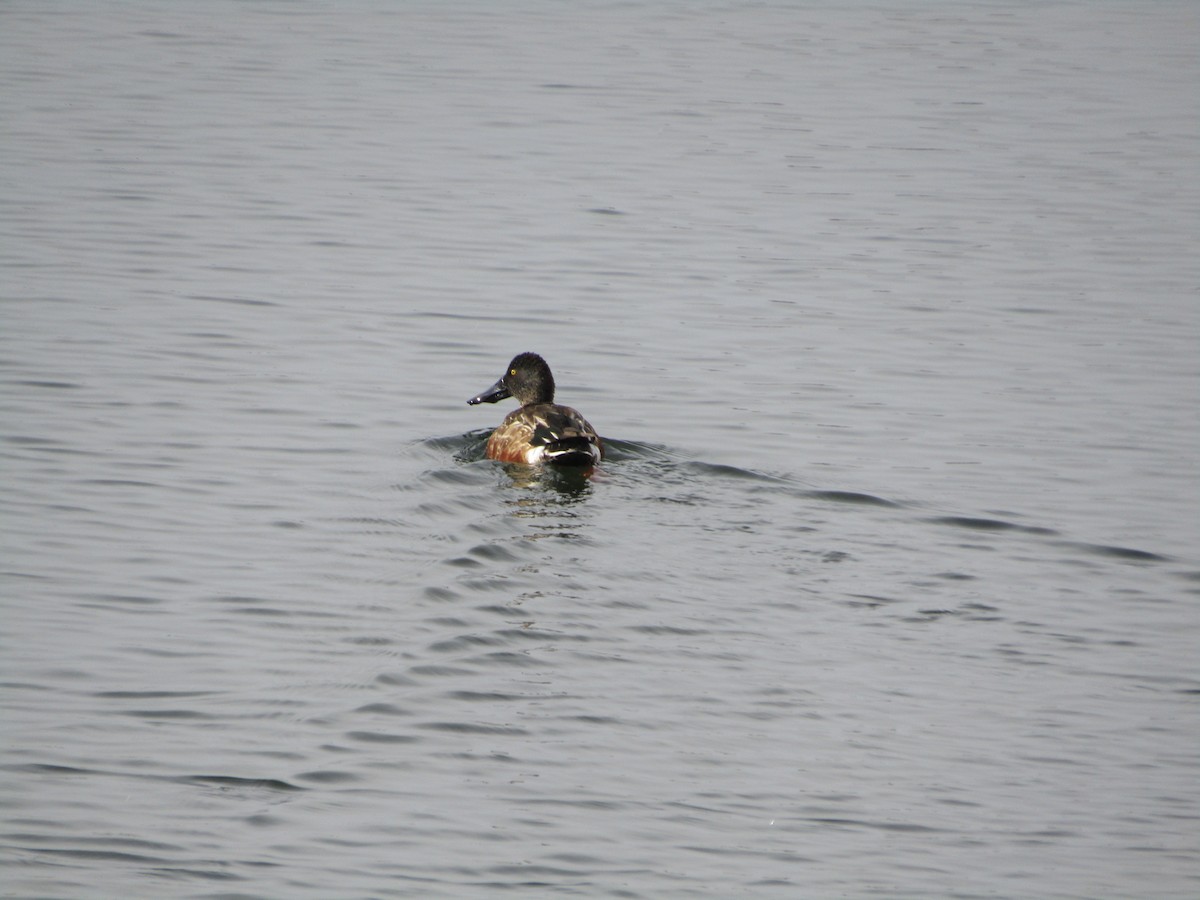 Northern Shoveler - ML623915601