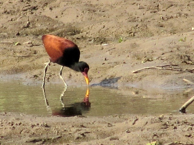 Wattled Jacana - ML623915602