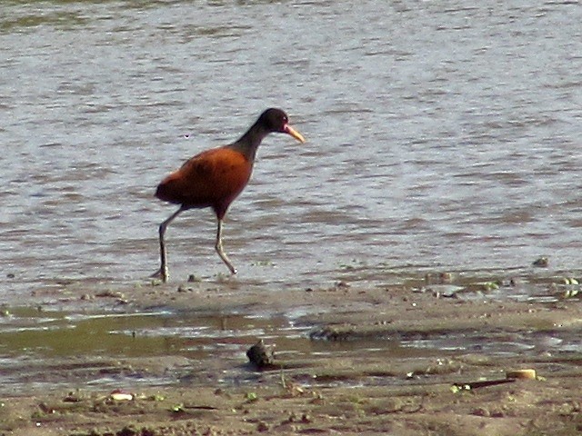 Wattled Jacana - ML623915603