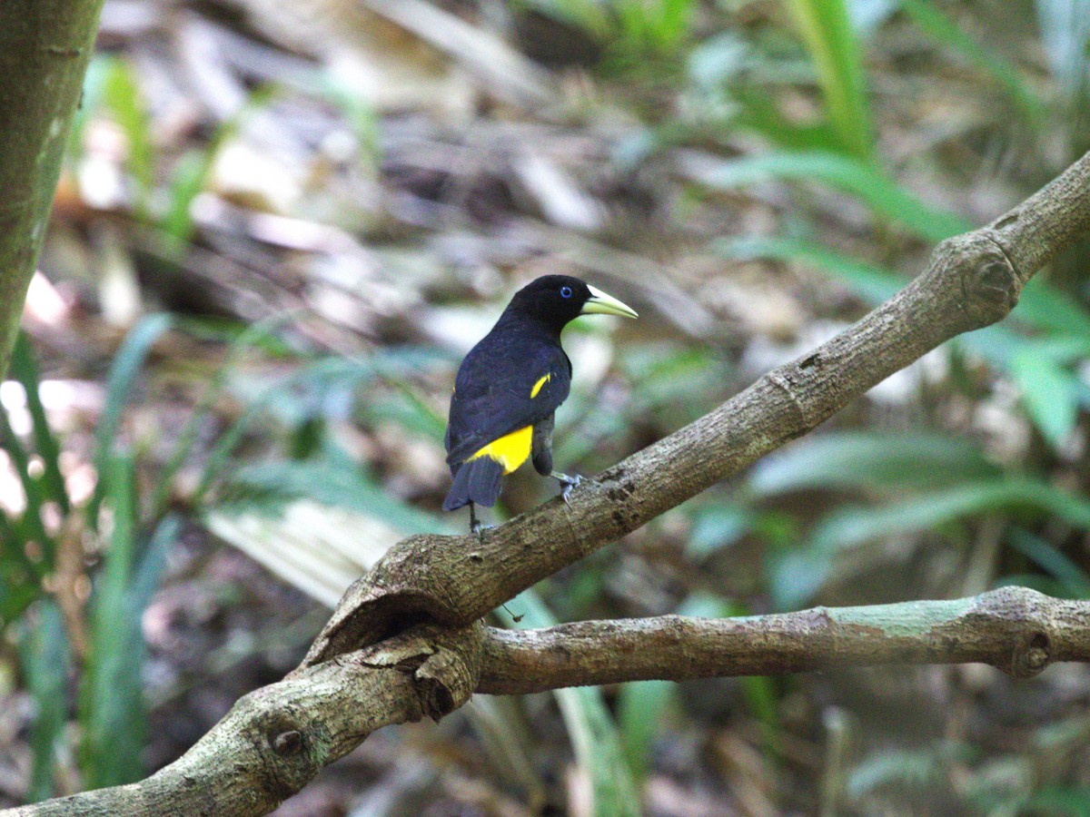 Cassique cul-jaune (flavicrissus/vitellinus) - ML623915611