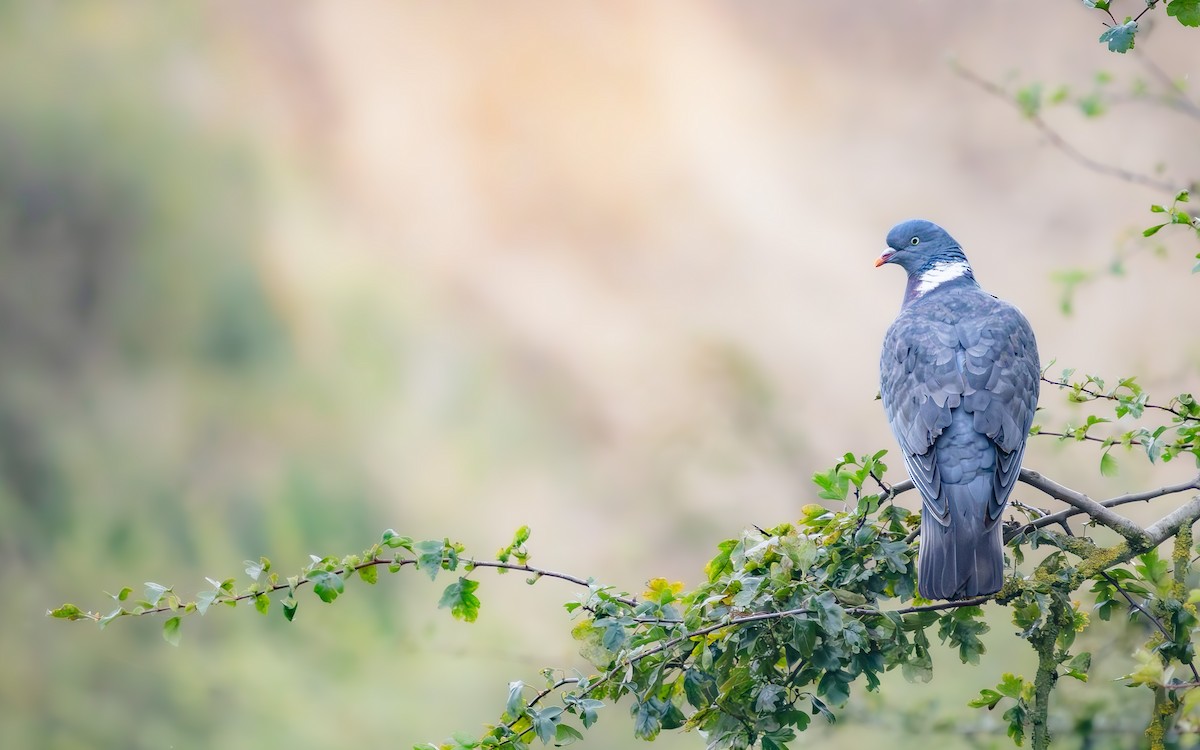 Common Wood-Pigeon - ML623915619