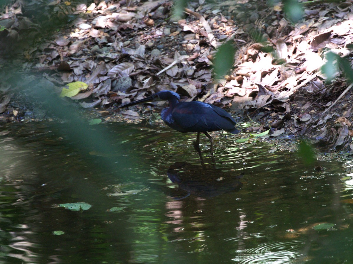 Agami Heron - ML623915630