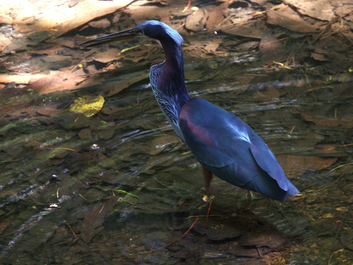 Agami Heron - ML623915635