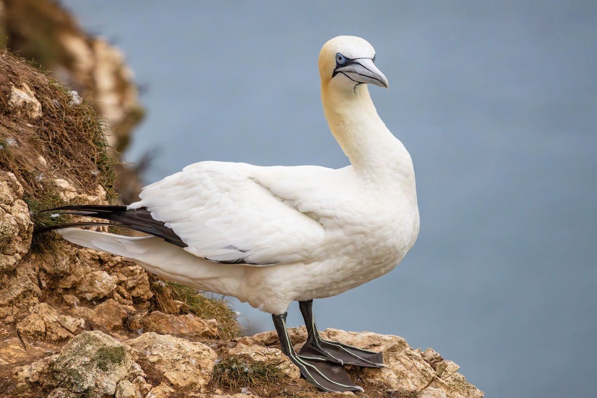 Northern Gannet - ML623915638