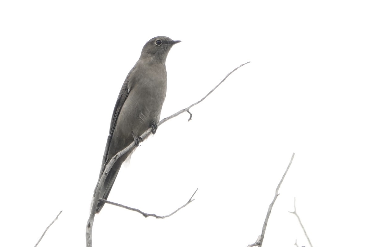 Townsend's Solitaire - ML623915652