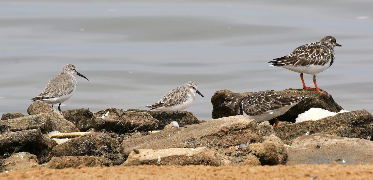 Little Stint - Charlotte Byers