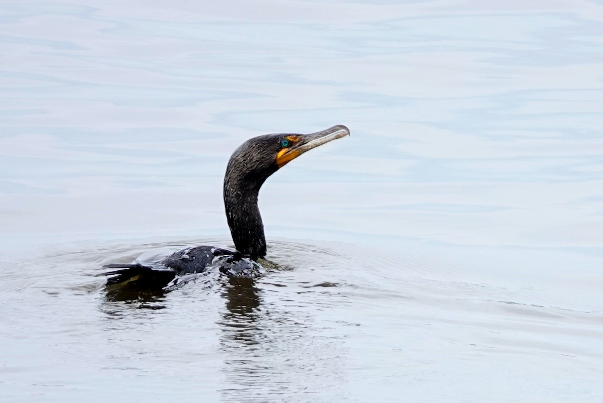 Double-crested Cormorant - ML623915668