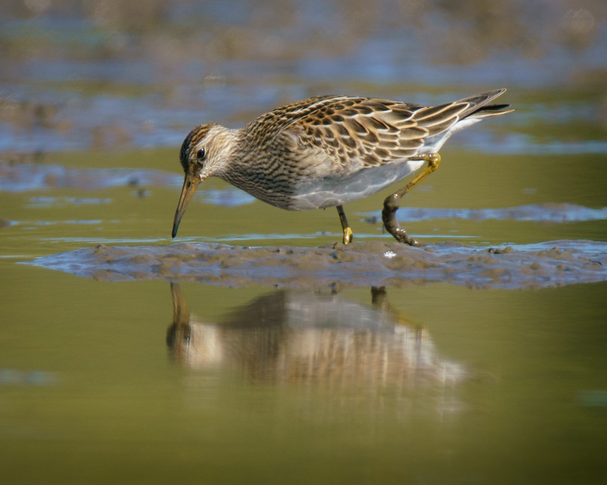 アメリカウズラシギ - ML623915672