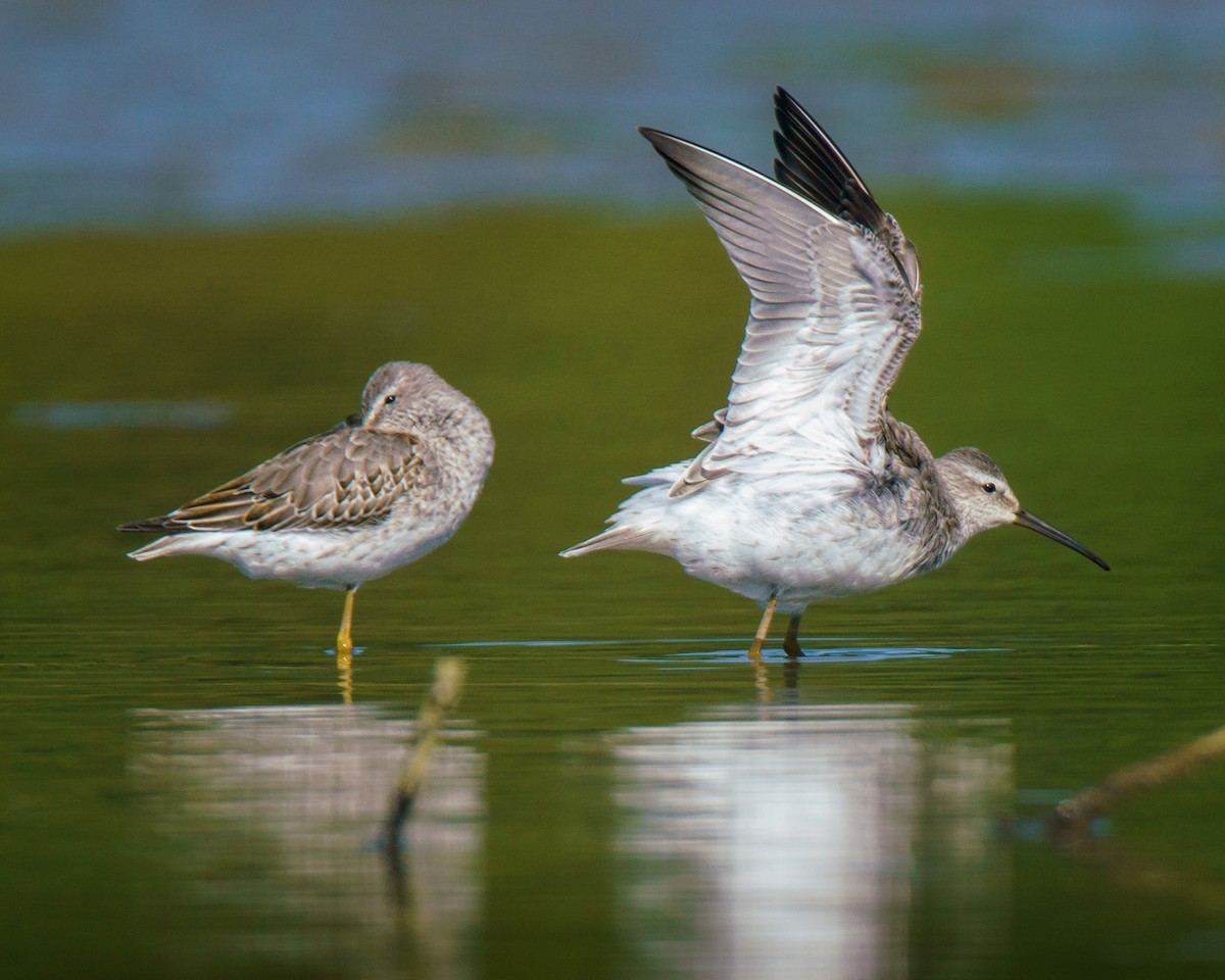 Stilt Sandpiper - ML623915679